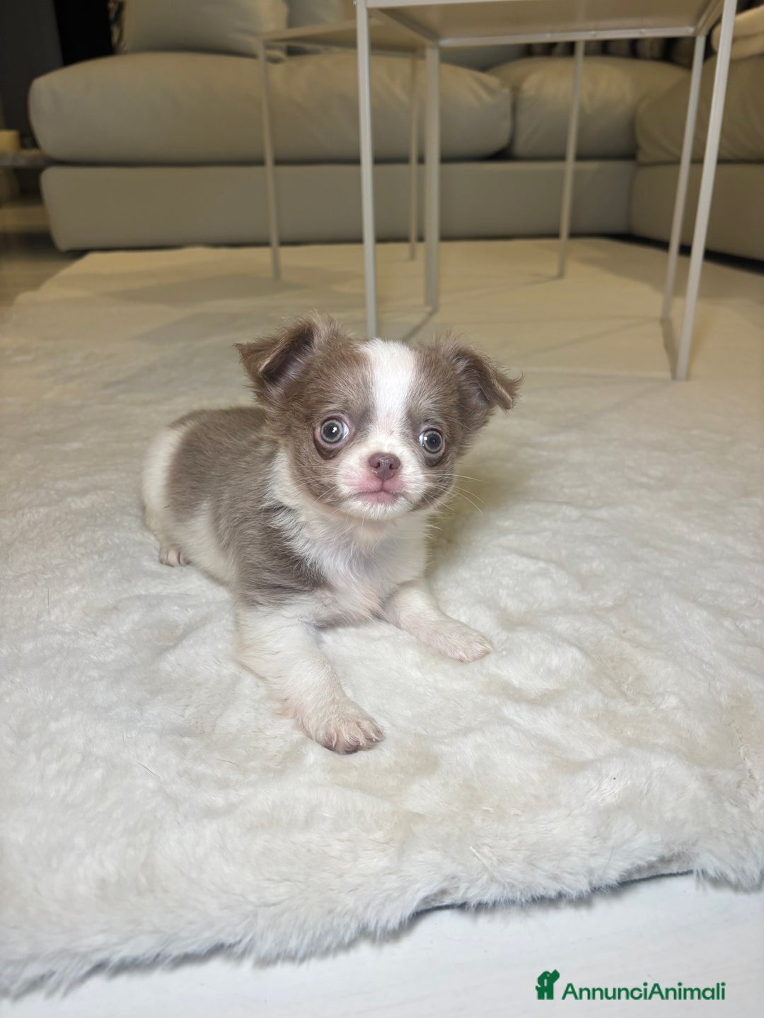 Chihuahua cani in vendita: Cucciolo chihuahua pelo lungo bianco e blu - Annuncio 4