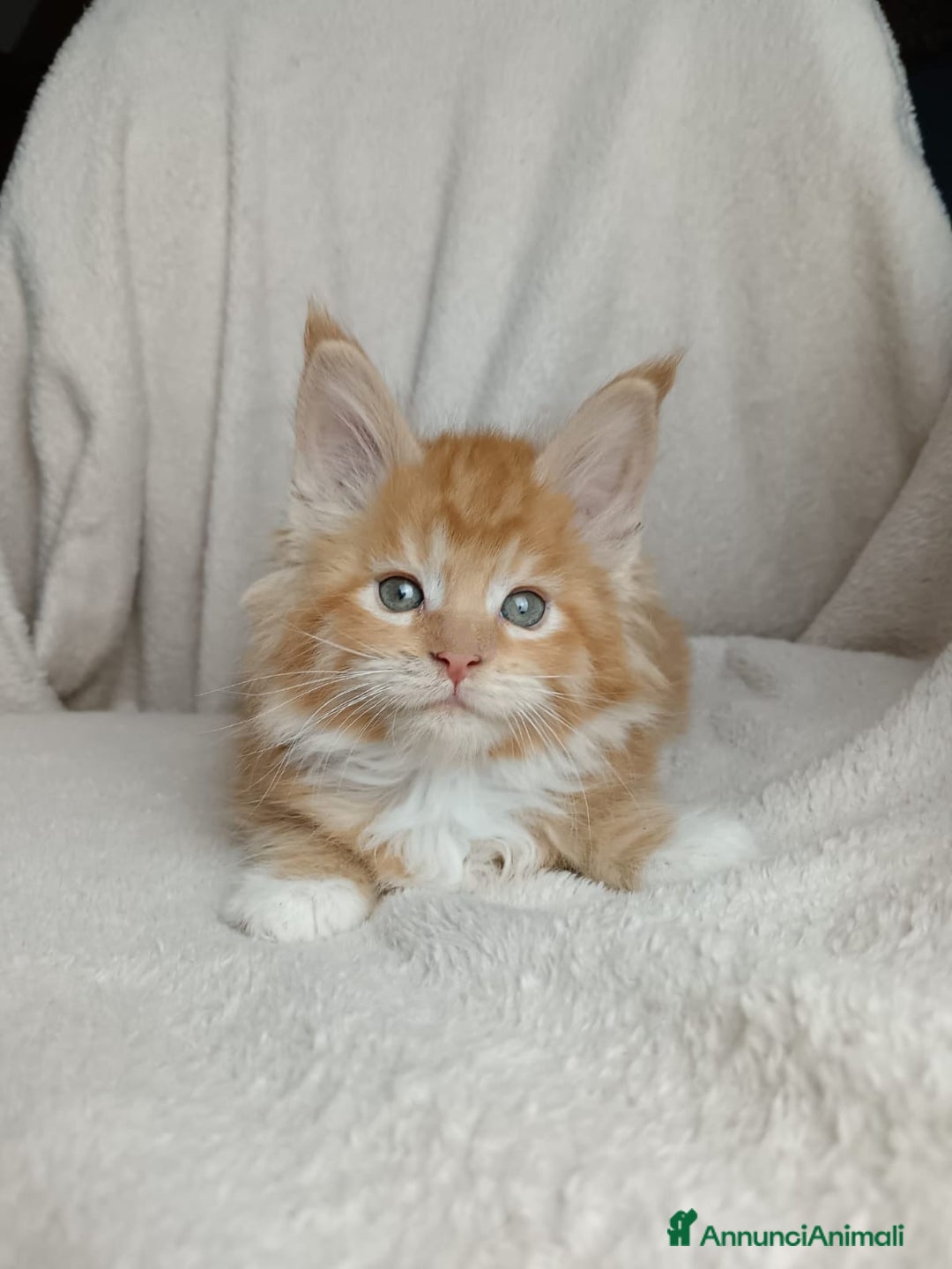 Maine Coon gatti in vendita: Cuccioli Maine coon pedigree FIFE  - Annuncio 3
