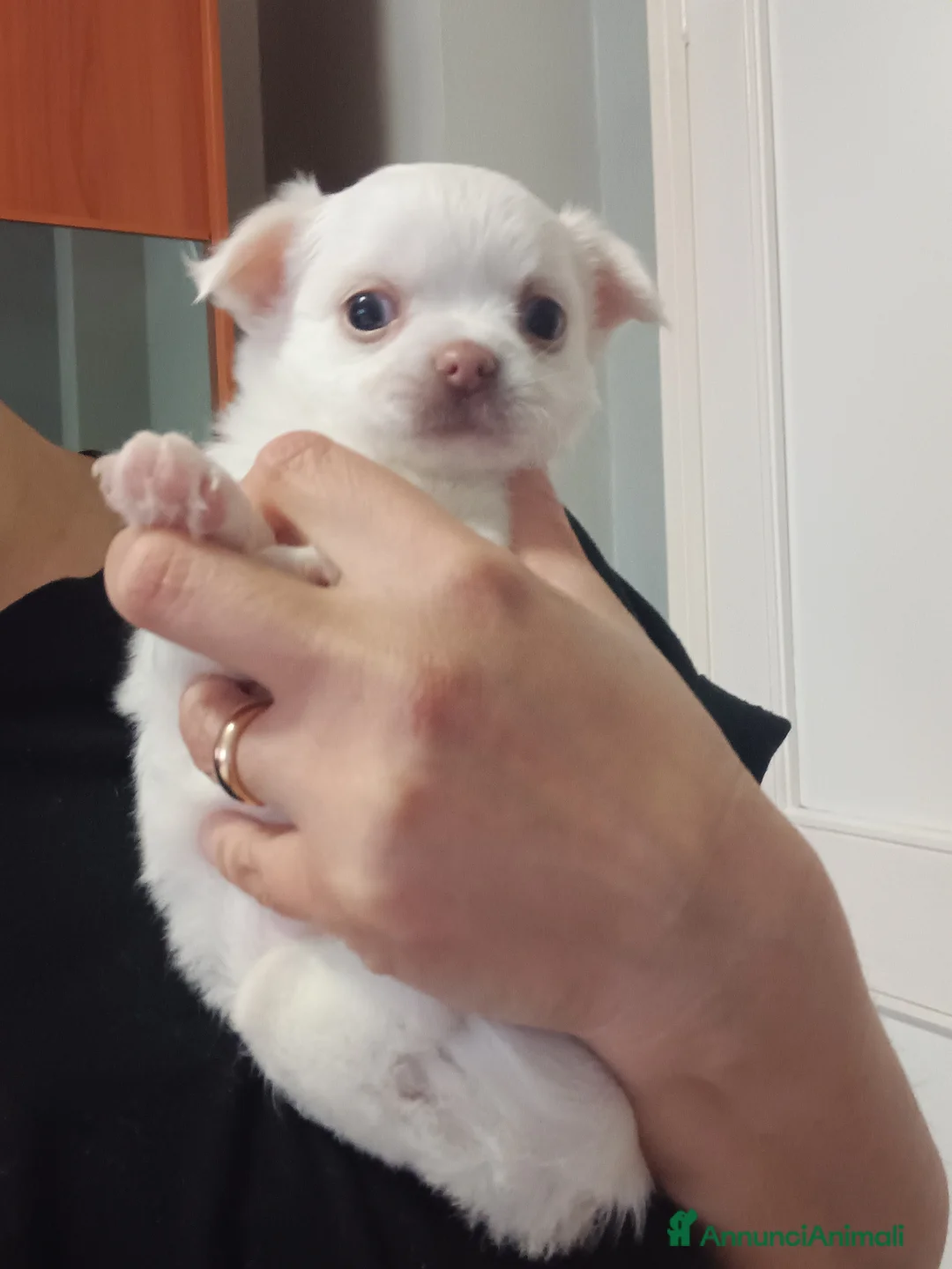 Chihuahua cani in vendita: Chihuahua  a Città Metropolitana di Torino - Annuncio 2