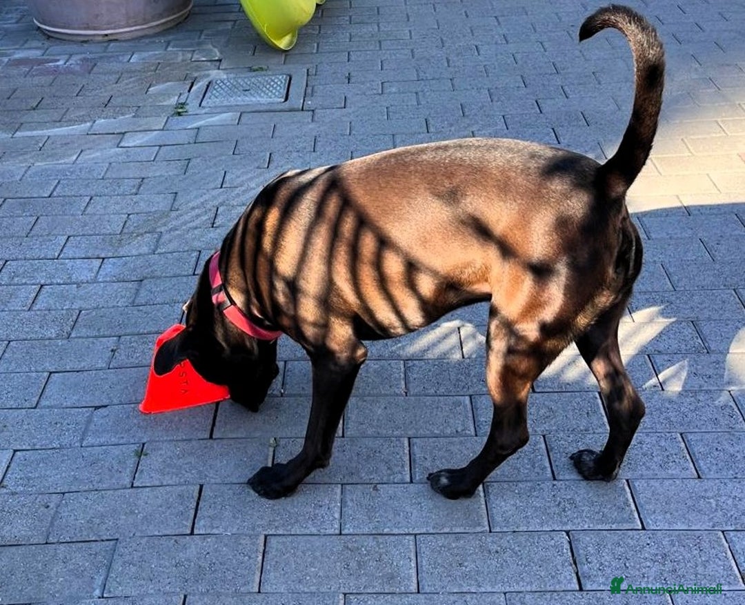 Affenpinscher cani in regalo: NIGEL BELLISSIMO PIT - Annuncio 8