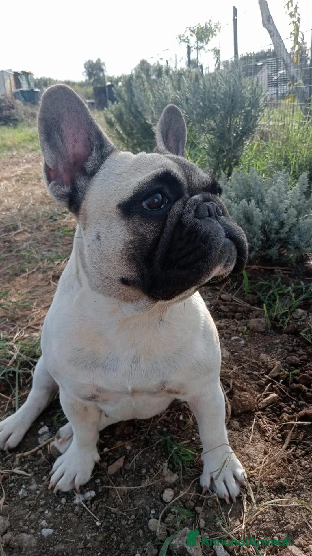 Bulldog Francese cani in vendita:  Cuccioli di Bulldog francese  - Annuncio 16