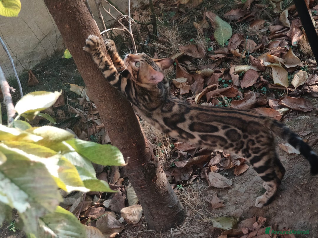 Bengala gatti in vendita: Bellissimo gattino Bengala  - Annuncio 1