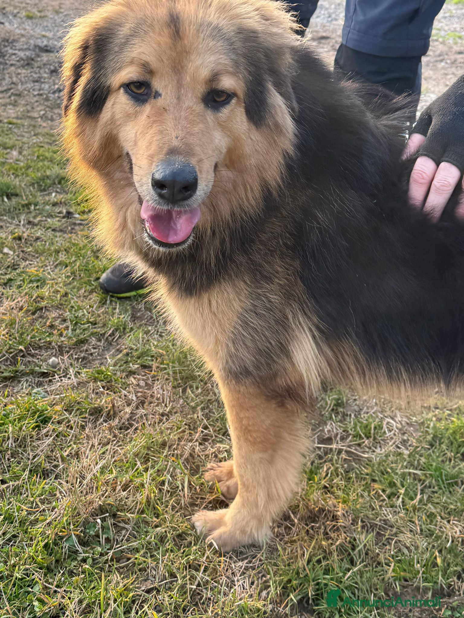 Meticcio cani Milou, un amore di simil lupetto  - Annuncio 39