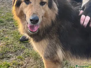 Meticcio cani Milou, un amore di simil lupetto - Annuncio 39