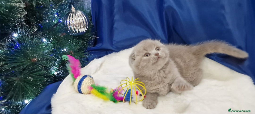Scottish gatti in vendita: Scottish fold e straight  - Annuncio 7