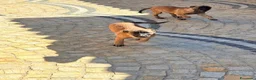 Pastore Belga cani in vendita: Pastore belga  - Annuncio 9
