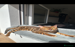 Bengala gatti in vendita: Cuccioli Bengala alta genealogia  a Provincia di Varese - Immagine 10