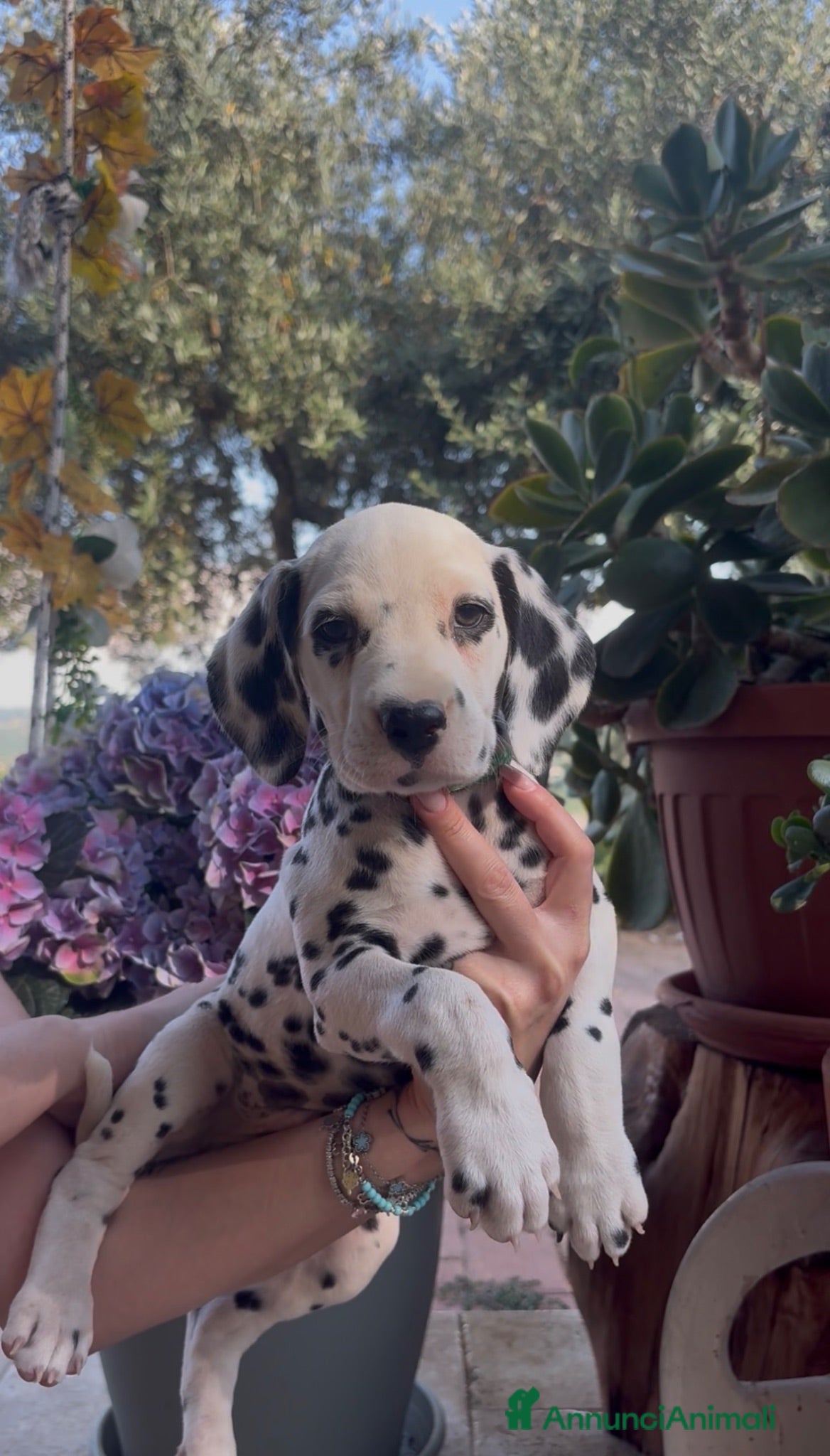 Dalmata cani Cuccioli di Dalmata con Pedegree ENCI - Annuncio 6