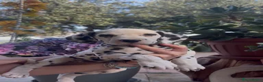 Dalmata Cucciolo 2