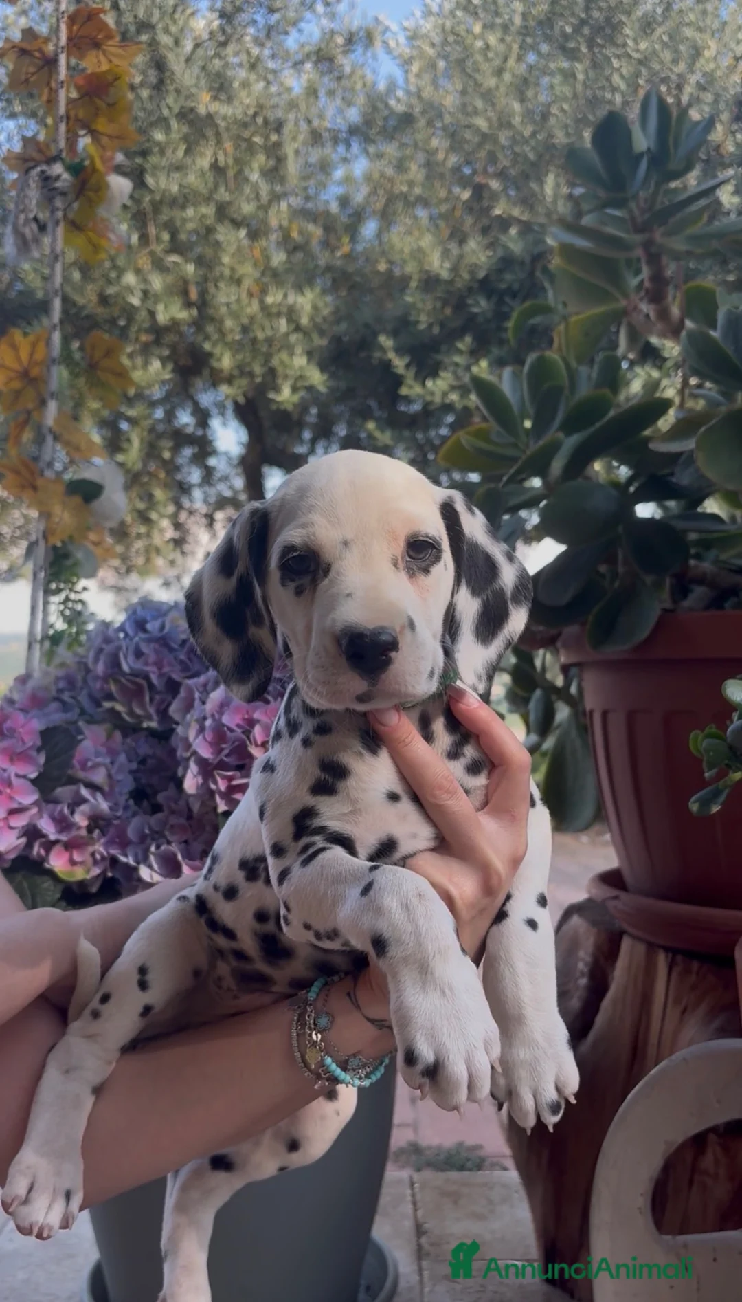Dalmata cani in vendita: Cuccioli di Dalmata con Pedegree ENCI - Annuncio 1