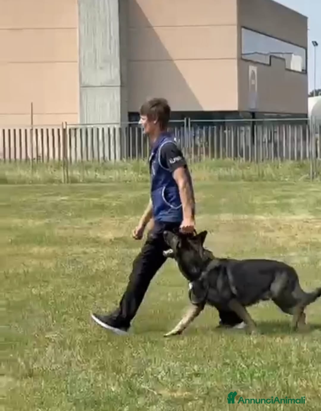 Pastore Tedesco cani per accoppiamento: Pastore Tedesco (Grigione) disponibile per monta  - Annuncio 2