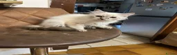Siberiano gatti in vendita: cuccioli siberiano neva masquerade  - Annuncio 8