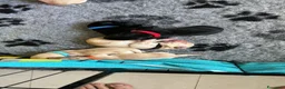 Labrador cani in vendita: Cuccioli di labrador a Provincia di Pescara - Annuncio 12