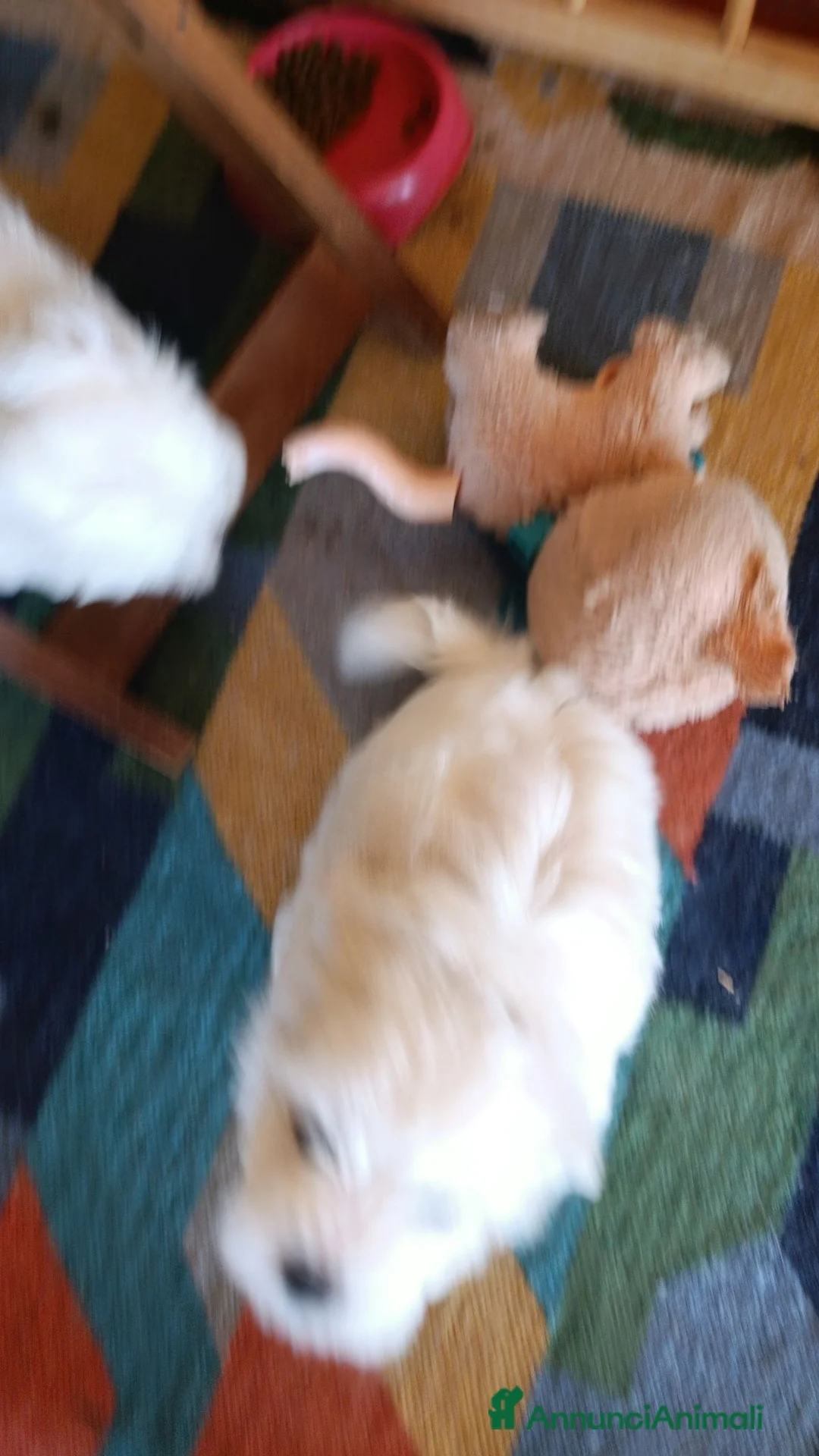 Maltese cani in vendita: Cuccioli mamtesi a Provincia di Cuneo - Annuncio 5