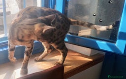 Bengala gatti in vendita: Splendida femmina di gatto bengala - Annuncio 3