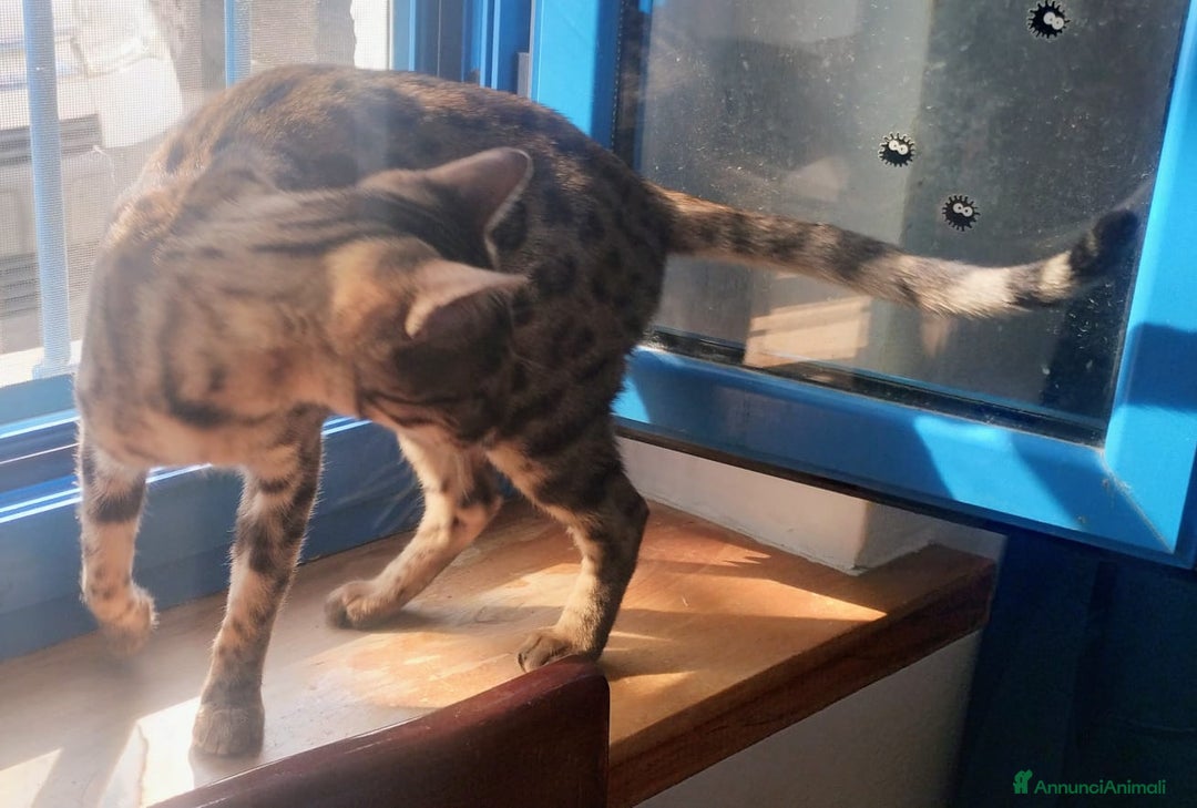 Bengala gatti in vendita: Splendida femmina di gatto bengala - Annuncio 3