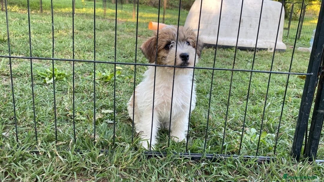 Jack Russell cani in vendita: Jack Russell terrier pelo ruvido  - Annuncio 2