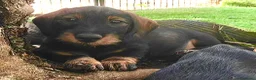 Bassotto cani in vendita: Ultime due cucciole di bassotto a pelo duro - Annuncio 5