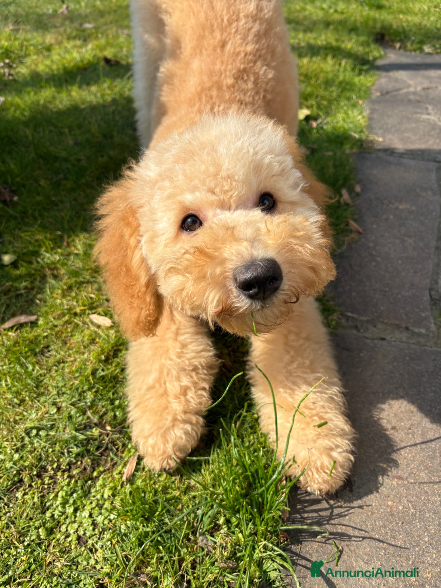 Barboncino cani Cucciola di barboncino - Annuncio 9