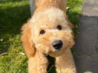 Barboncino cani Cucciola di barboncino - Annuncio 9