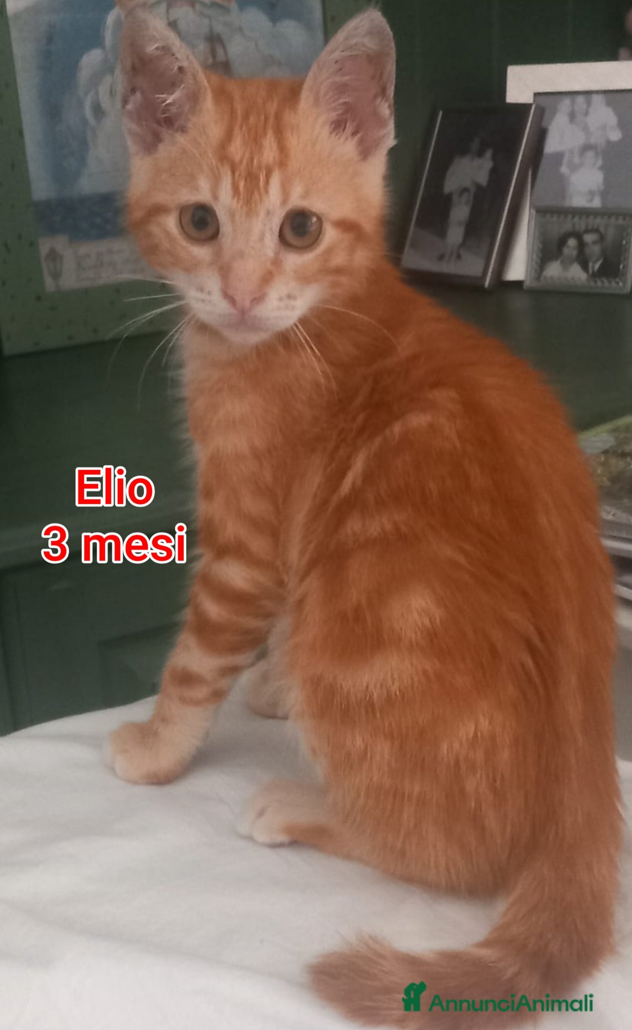 Meticcio gatti GATTINI SOLI E BISOGNOSI  - Annuncio 5