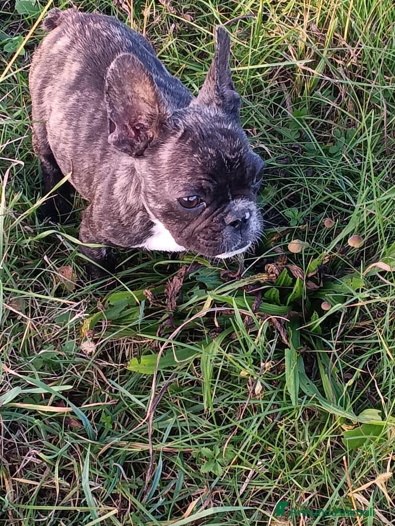 Bulldog Francese cani Bulldog francese  - Annuncio 7