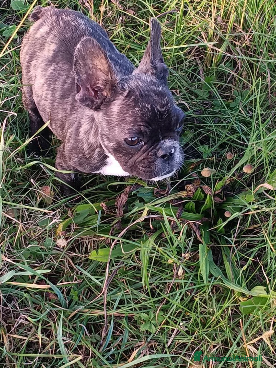 Bulldog Francese cani in vendita: Bulldog francese  - Annuncio 1