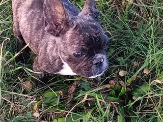Bulldog Francese cani Bulldog francese - Annuncio 22