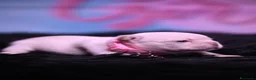 Bulldog Francese cani in vendita: Cucciola di Bulldog Francese  - Annuncio 3