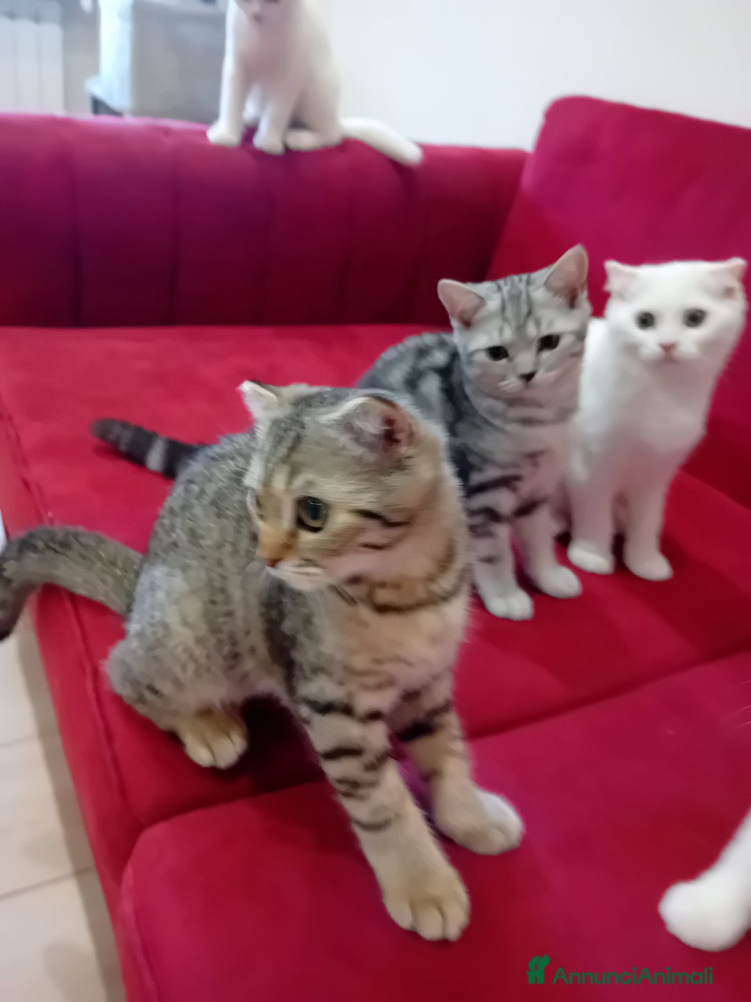 Scottish gatti in vendita: Scottish Straight e fold a Provincia di Piacenza - Immagine 9