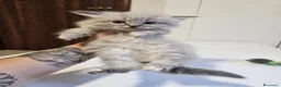 Siberiano gatti in vendita: Gattini siberiani ipoallergenici  - Annuncio 2