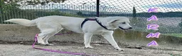Meticcio cani in regalo: KARMA giovane e bellissima - Annuncio 2