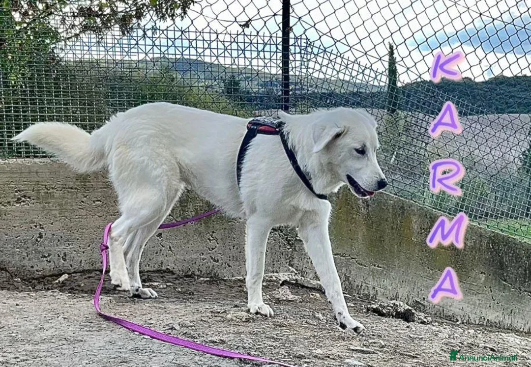 Meticcio cani in regalo: KARMA giovane e bellissima - Annuncio 2