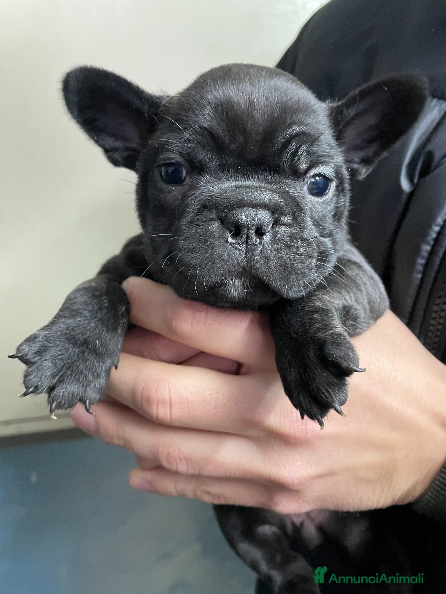 Bulldog Francese cani Bulldog francese  - Annuncio 1