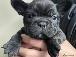 Bulldog Francese cani Bulldog francese - Annuncio 12