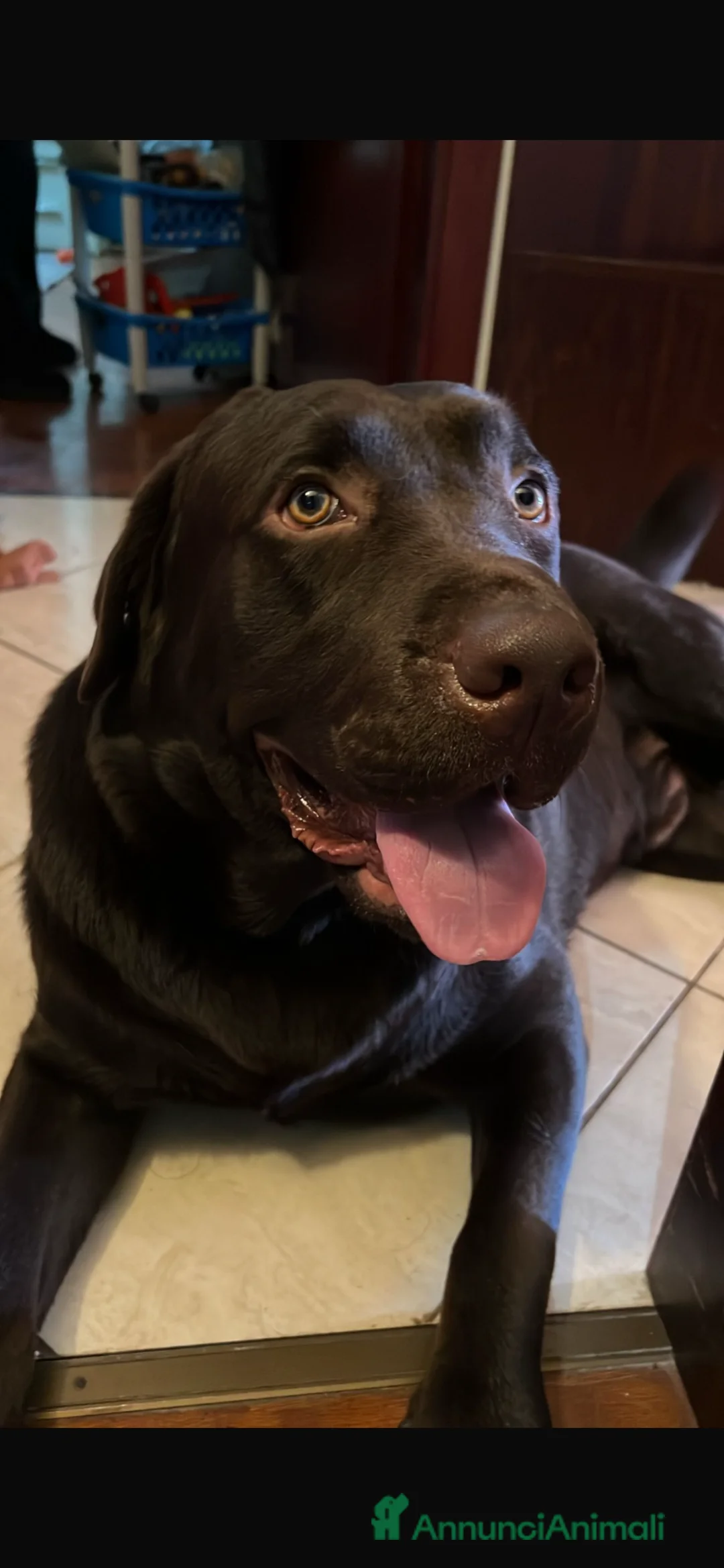 Labrador cani per accoppiamento: Labrador Retriever Chocolate per accoppiamento  a Provincia di Terni - Annuncio 4