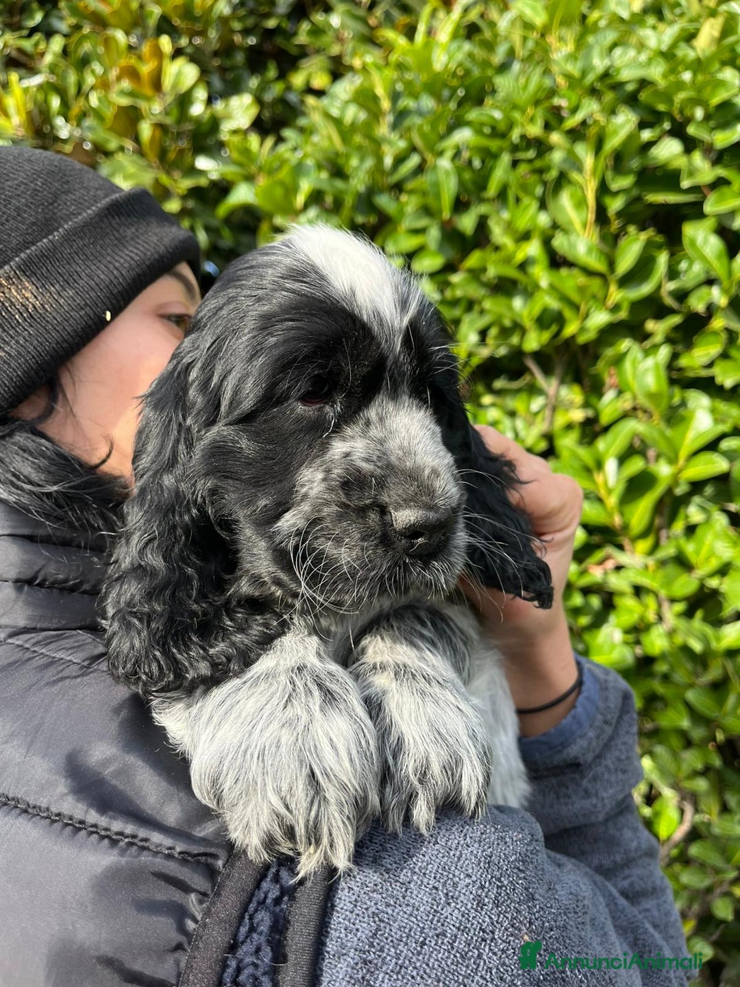 Cocker cani in vendita: Cocker spaniel inglese con pedigree - Annuncio 4