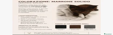 Maine Coon Gattino 2