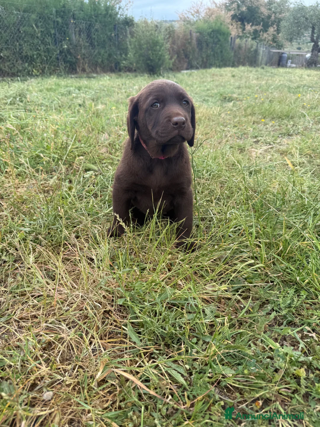 Labrador cani in vendita: Cuccioli Labrador Retriver  - Annuncio 2