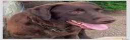 Labrador cani in vendita: Femmina Labrador con pedigree  - Annuncio 2