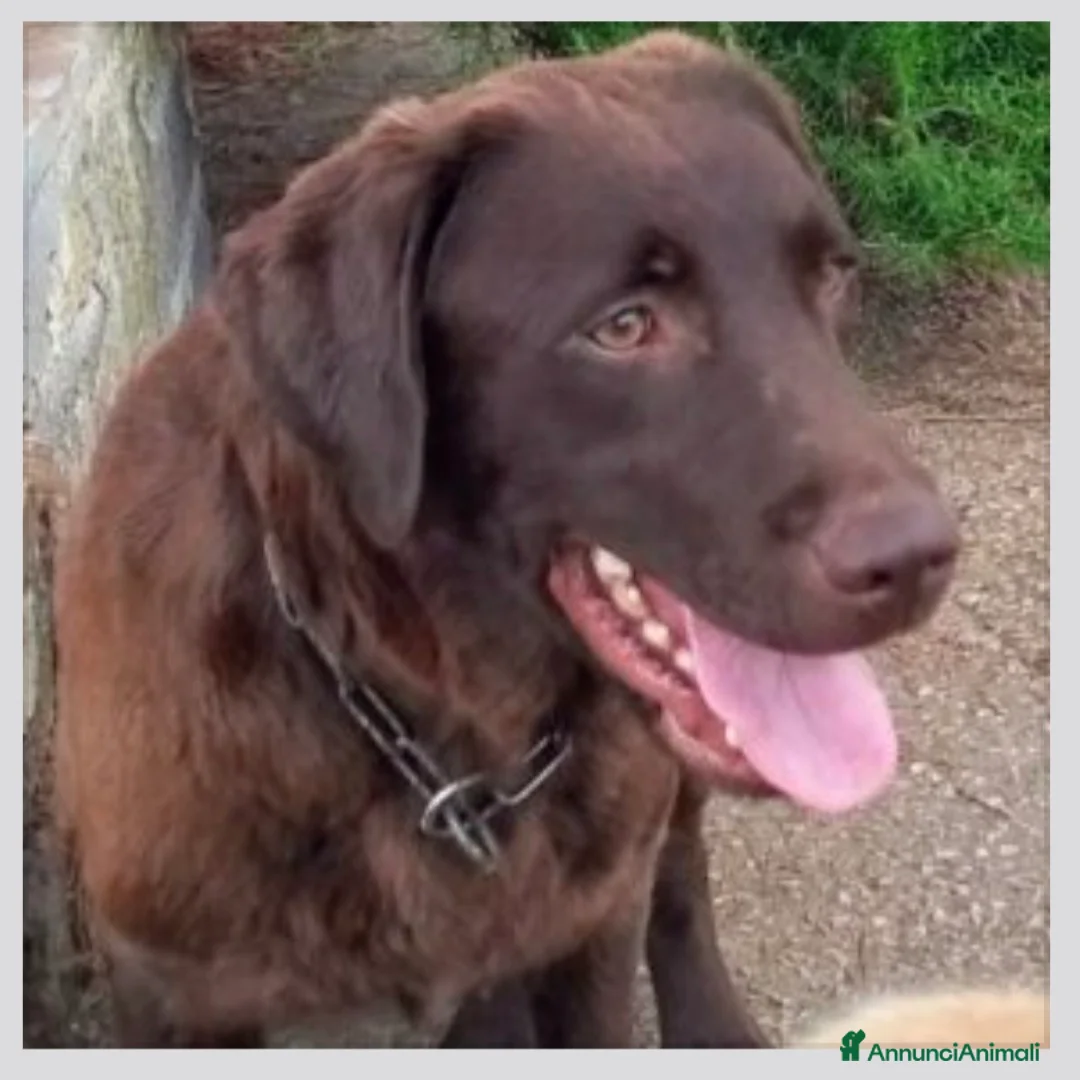 Labrador cani in vendita: Femmina Labrador con pedigree  - Annuncio 2