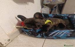 Bulldog Francese cani in vendita: Bulldog francese maschio  - Immagine 7