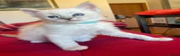 Ragdoll gatti in vendita: Ragdoll maschio - Annuncio 7