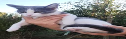 Meticcio gatti in regalo: Gattina cerca casa  a Provincia di Perugia - Annuncio 3