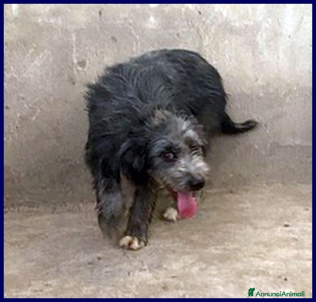 Altre razze cani in regalo: LAGUNA giovane tg media - Annuncio 4