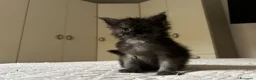 Maine Coon gatti in vendita: Maine Coon maschio pedigree Anfi - Annuncio 19