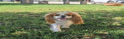 Cavalier King cani in vendita: Ultimi due cuccioli di Cavalier King con Pedigree - Annuncio 6