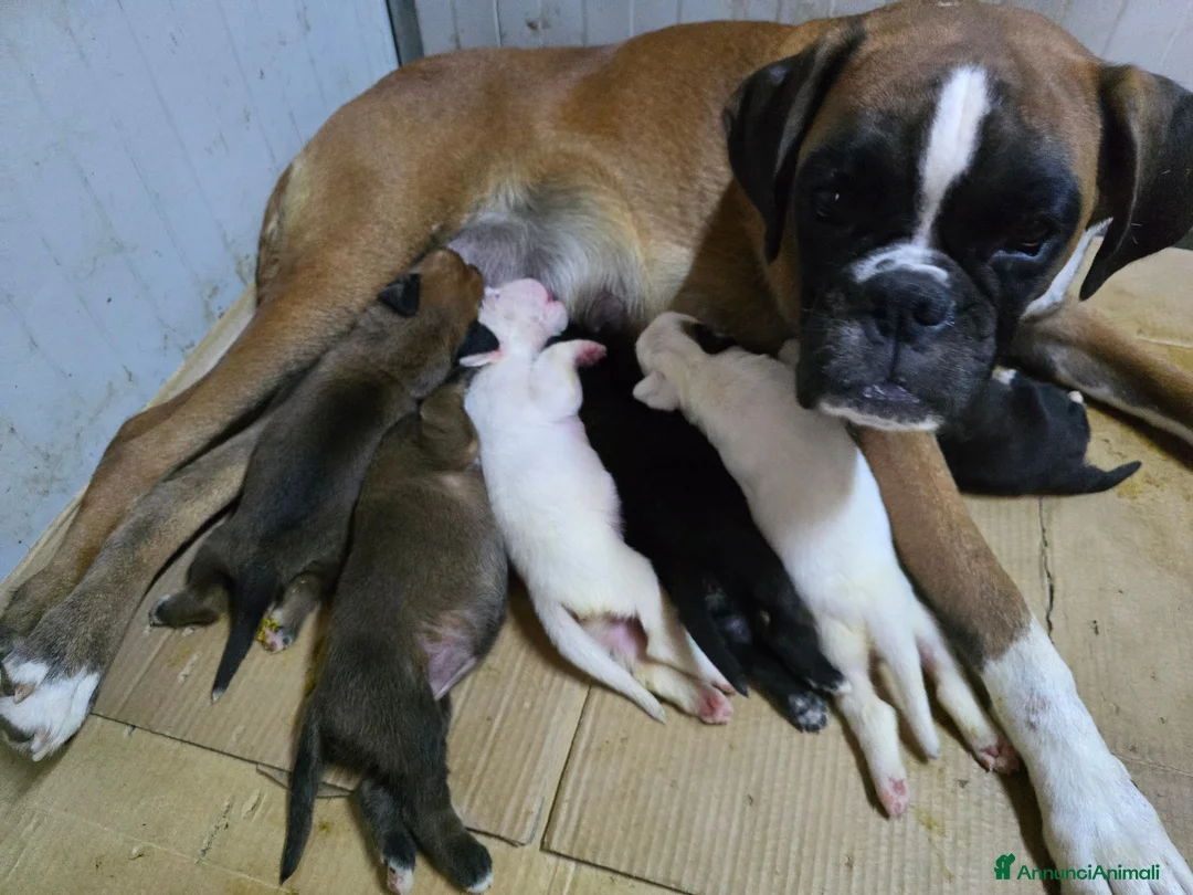 Boxer cani in vendita: Boxer cuccioli - Annuncio 5