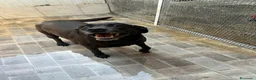 Labrador cani in regalo: Neve, Labrador femmina in Canile - Annuncio 1