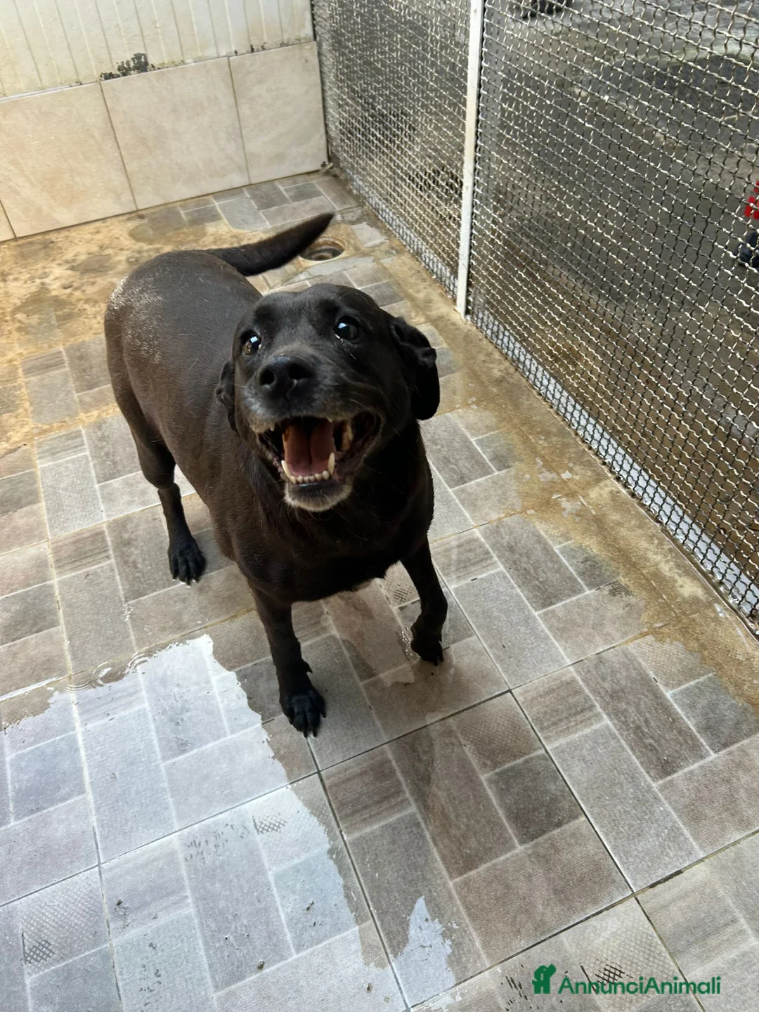 Labrador cani in regalo: Neve, Labrador femmina in Canile - Annuncio 1